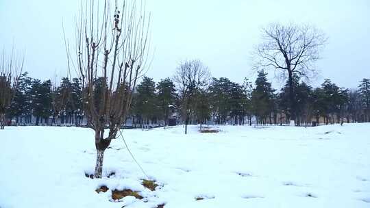 西安大明宫遗址公园大雪雪景