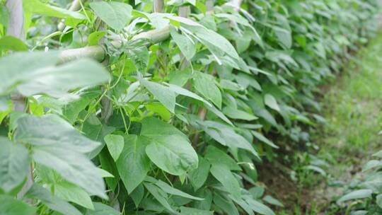 农村菜地里种植的长豆角合集