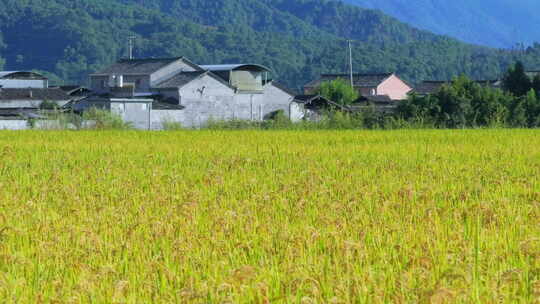 乡村房屋和金黄稻田视频素材模板下载