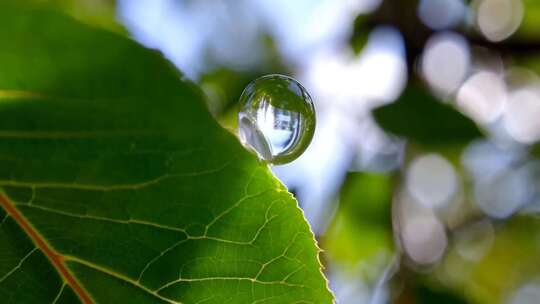 绿叶上的晶莹水珠特写