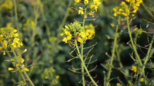 油菜花蜜蜂采蜜视频素材模板下载