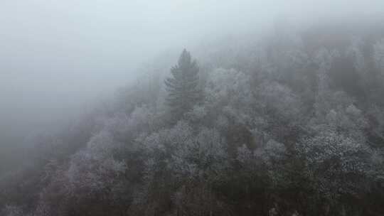 四川阿坝九寨沟县黄土梁隧道杜鹃山冬日