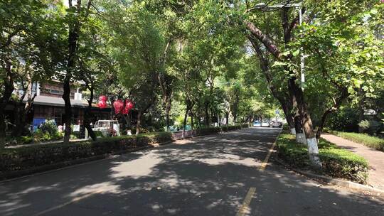 深圳香山东街车流城市道路绿化