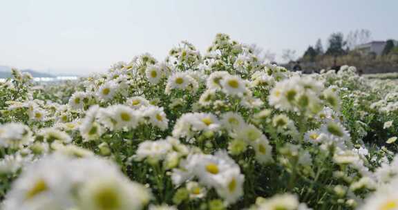 【4K 25画幅】湖北 福白菊