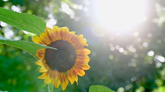 盛开的向日葵太阳花