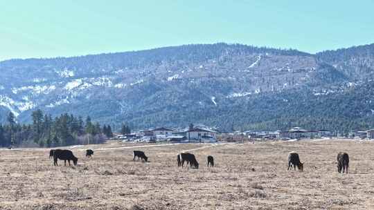 香格里拉雪山耗牛养殖