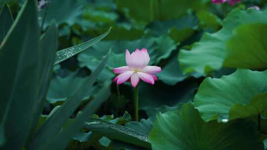 杭州良渚雨荷