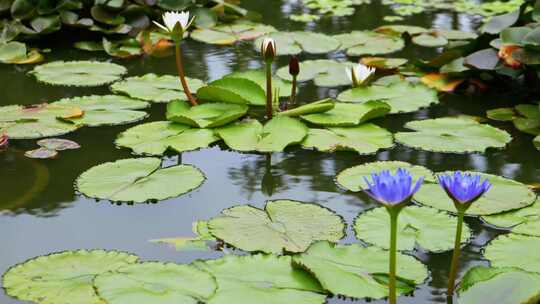 池塘里蓝色盛开的睡莲4k50p