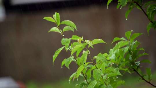下雨天雨水洒落绿叶雨珠唯美慢镜头