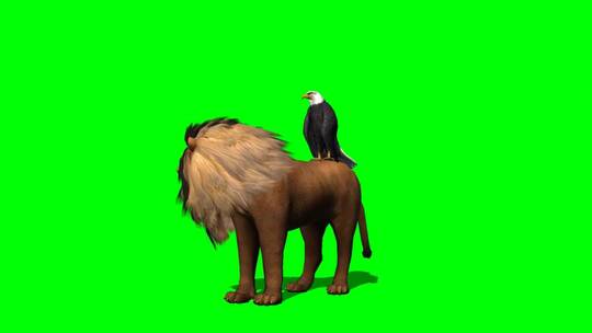 绿幕-动物-老鹰从狮子背上飞走