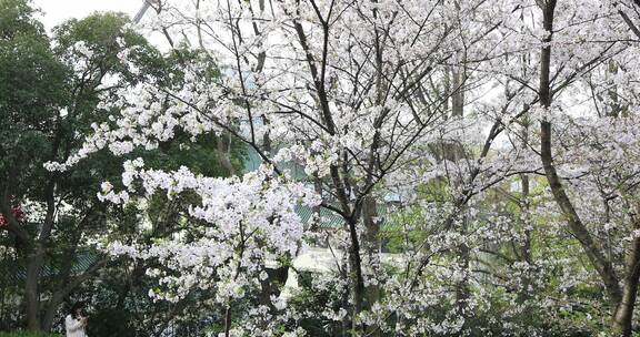 樱花时节 南京玄武湖公园