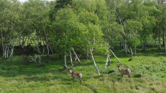 森林里的一群鹿