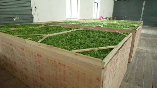 茶叶厂新鲜采摘的茶叶摊青炒茶制作流程