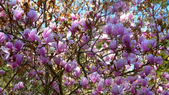粉红色木兰树繁茂的花枝视频素材模板下载