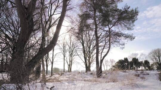 冬天暴雪中的森林树木美景视频素材模板下载