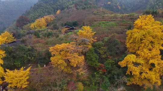 大岭银杏树