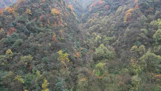 漫山红叶巴中光雾山附近