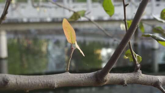 草地 户外 公园 阳光 背光 自然 树