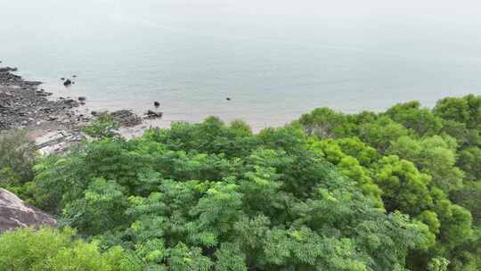 海岸松树林沙滩大海边树林航拍海岸线森林