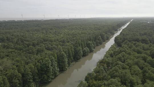 上海 奉贤 海湾森林公园 湿地景观 原生林地视频素材模板下载