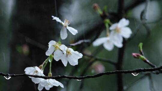 春天春雨樱花唯美升格空镜