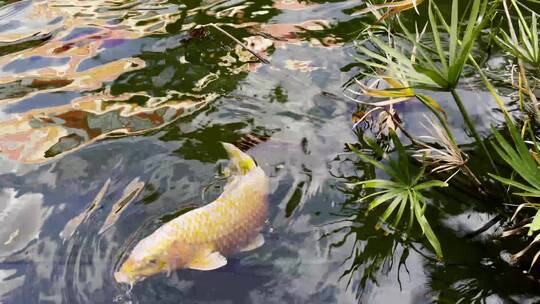 池塘里的锦鲤视频素材模板下载