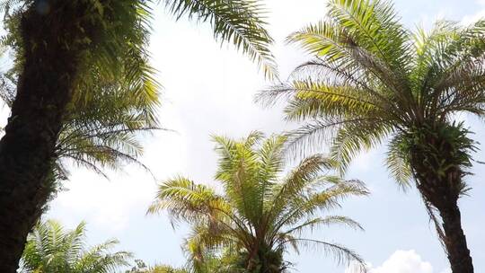 蓝天白云下的椰子树