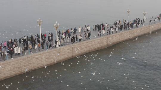 青岛栈桥4KDlog海鸥风景航拍