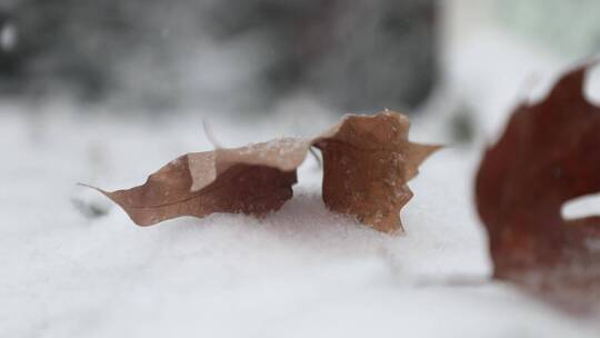 落雪覆盖的树叶