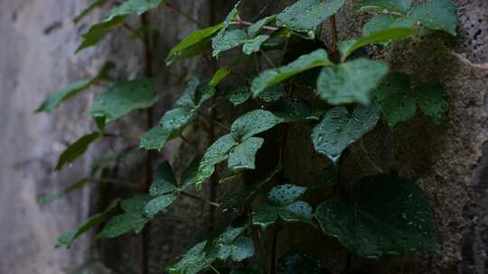 雨水雨滴滑落