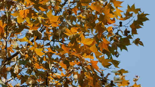 晴朗天气下的北山街金黄梧桐秋景