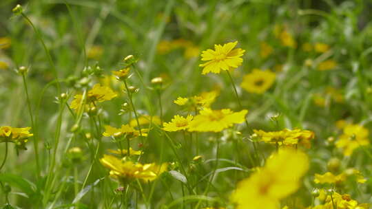 户外野花 山野 野菊花 花海