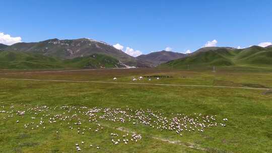 牦牛群 吃草 航拍视频素材模板下载