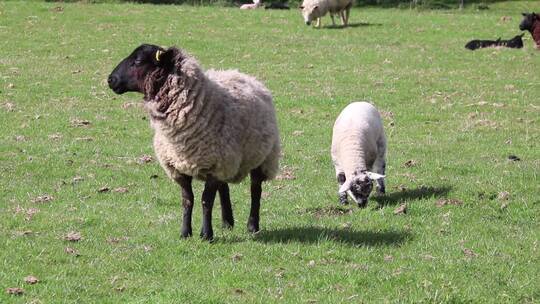 乡村草地上的羊群
