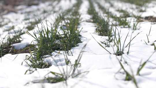 冬天小麦植物与雪覆盖农民的田地的电影镜头