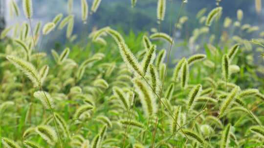 狗尾巴草草丛野草植物狗尾草公园唯美风景