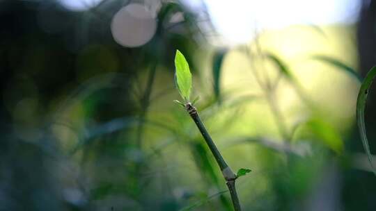 阳光下的植物慢动作