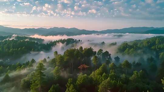 大自然森林树林云海唯美风景风光航拍清晨a