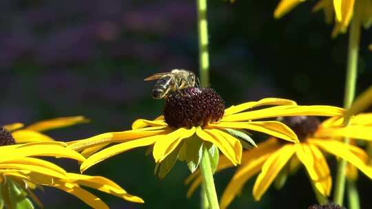 蜜蜂采蜜微距特写素材
