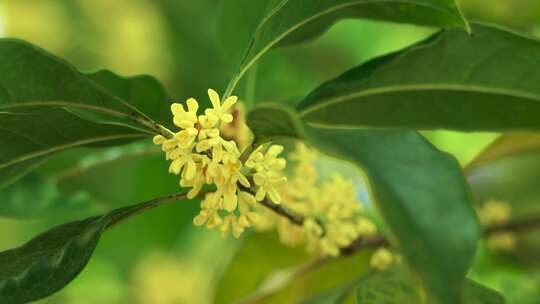 阳光下桂花树枝头开满了芳香的桂花