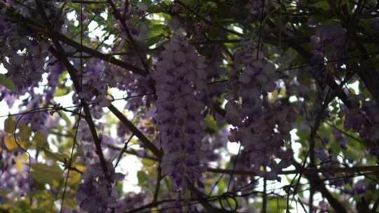 紫藤花花朵花瓣花开