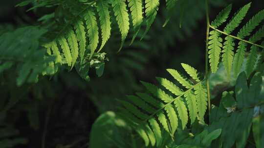 热带雨林绿色植物