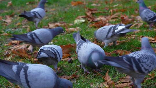 一群鸽子吃食