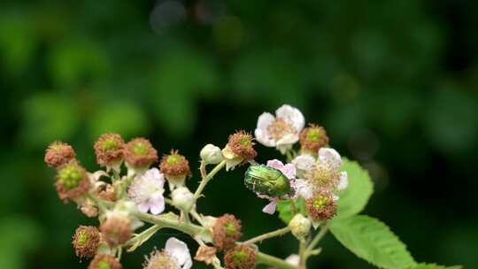 花园、甲虫、绿玫瑰金龟子、黑莓荆棘花