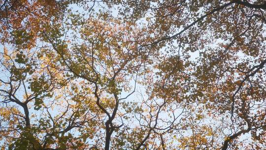 实拍 秋天 树林 树枝 树叶