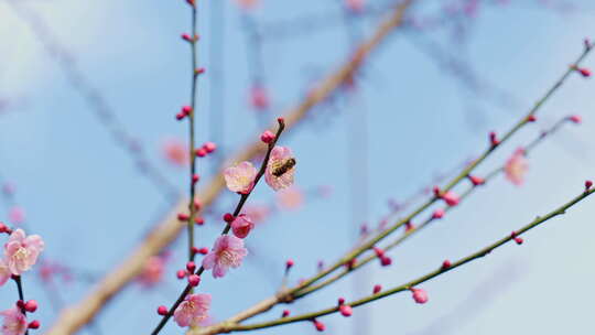 晴朗天气下西溪湿地盛开的梅花树与蜜蜂