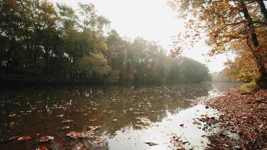 树与树之间的河流美景