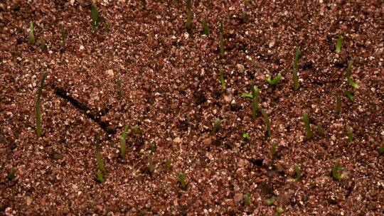春天植物种子发芽破土而出延时摄影