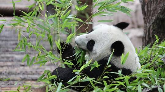 可爱的熊猫在吃竹茎