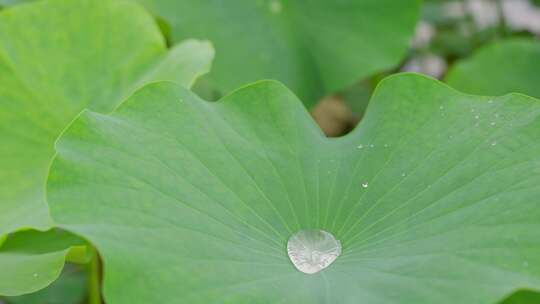 荷叶上的水珠轻轻晃动